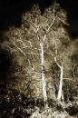 Hampstead Heath